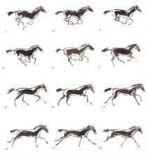 Het paardenboek - Muybridge 2